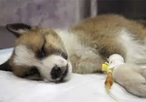 C&oacute;mo detectar el parvovirus en los perros: s&iacute;ntomas y tratamientos