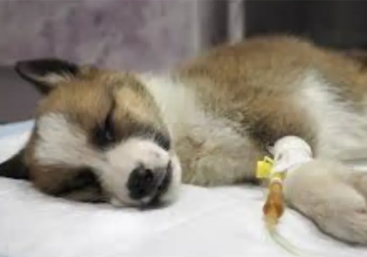 C&oacute;mo detectar el parvovirus en los perros: s&iacute;ntomas y tratamientos