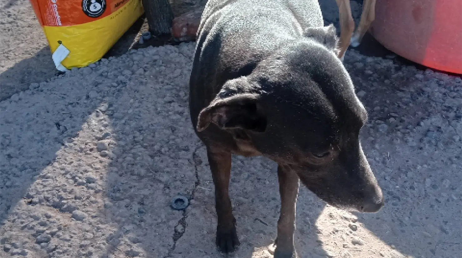 Rescate Animal de Cajeme requiere alimento para perros