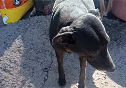 Rescate Animal de Cajeme requiere alimento para perros