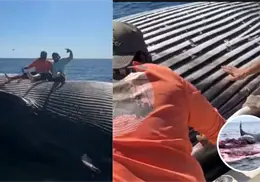 VIDEO l Pescadores ebrios se toman foto sobre ballena muerta a punto de explotar