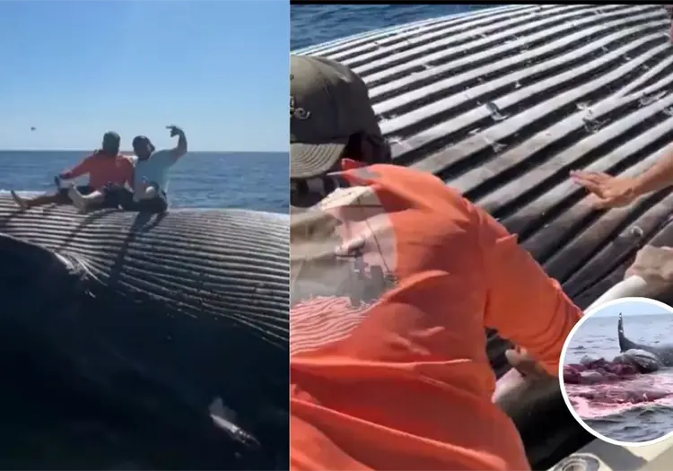 VIDEO l Pescadores ebrios se toman foto sobre ballena muerta a punto de explotar