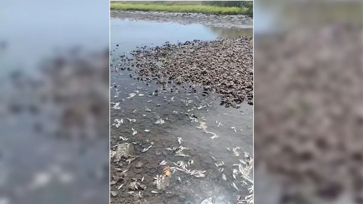 Piden actuar contra granjas acuícolas en sur de Sonora