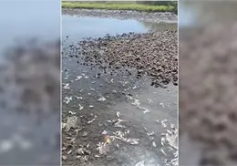 Piden actuar contra granjas acuícolas en sur de Sonora