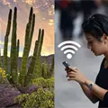 ¿Sabías que Sonora fue clave para la llegada del internet a México? Descubre por qué este estado fue el elegido ¿Sabías que Sonora fue clave para la llegada del internet a México? Descubre por qué este estado fue el elegido