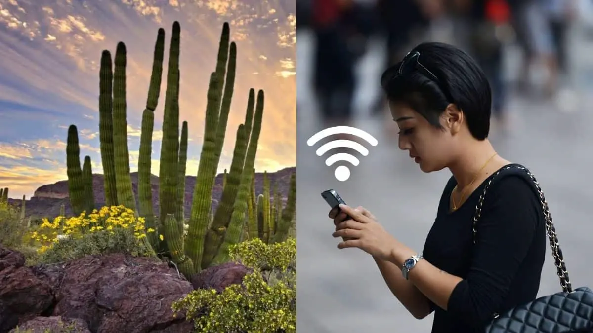 En 1989 fue el año en que se estableció la primera conexión a internet en México