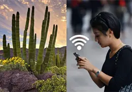 ¿Sabías que Sonora fue clave para la llegada del internet a México? Descubre por qué este estado fue el elegido ¿Sabías que Sonora fue clave para la llegada del internet a México? Descubre por qué este estado fue el elegido