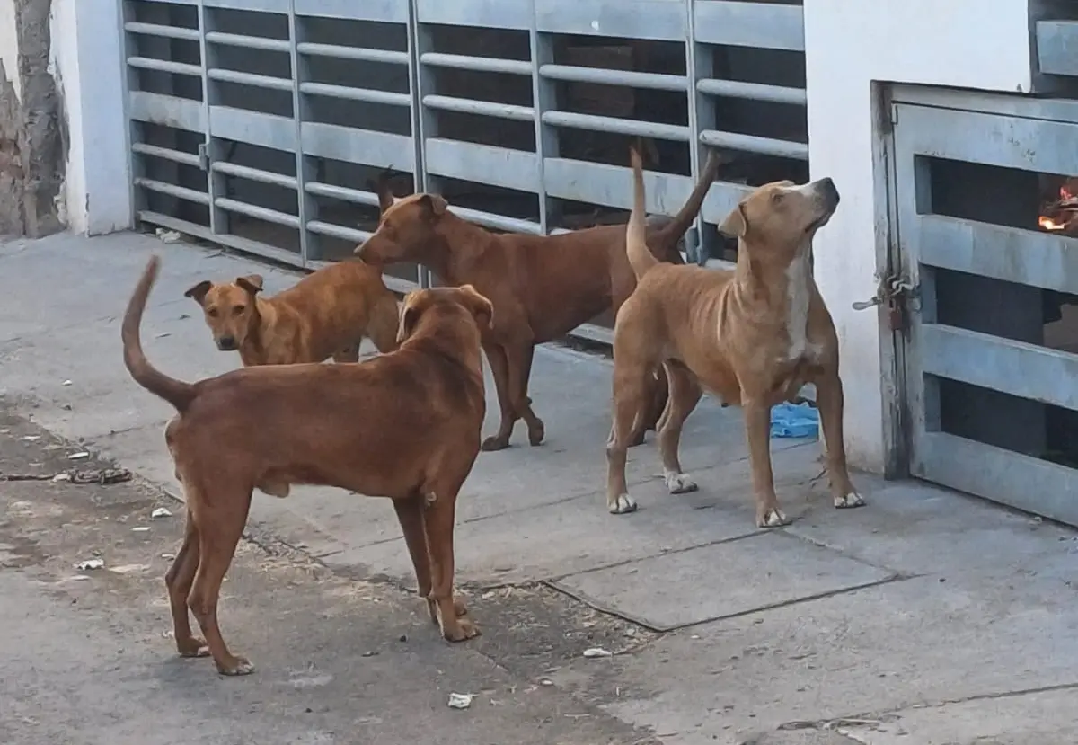 Sonora cierra el año como primer lugar en rickettsia