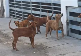 Sonora cierra el a&ntilde;o como primer lugar en rickettsia