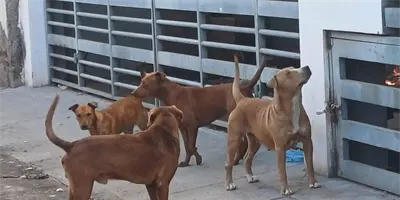 Sonora cierra el año como primer lugar en rickettsia Sonora cierra el año como primer lugar en rickettsia