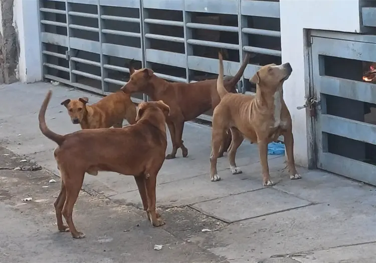 Sonora cierra el a&ntilde;o como primer lugar en rickettsia