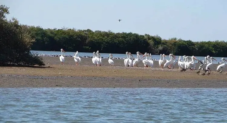 Ambientalistas piden apoyo para rescatar manglares de Yavaros