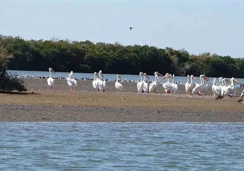 Ambientalistas piden apoyo para rescatar manglares de Yavaros Ambientalistas piden apoyo para rescatar manglares de Yavaros