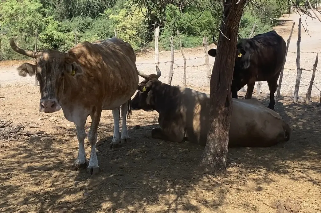 Ganaderos de Navojoa confirman un positivo inicio de año