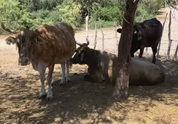 Ganaderos de Navojoa confirman un positivo inicio de año Ganaderos de Navojoa confirman un positivo inicio de año