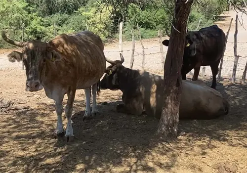 Ganaderos de Navojoa confirman un positivo inicio de a&ntilde;o