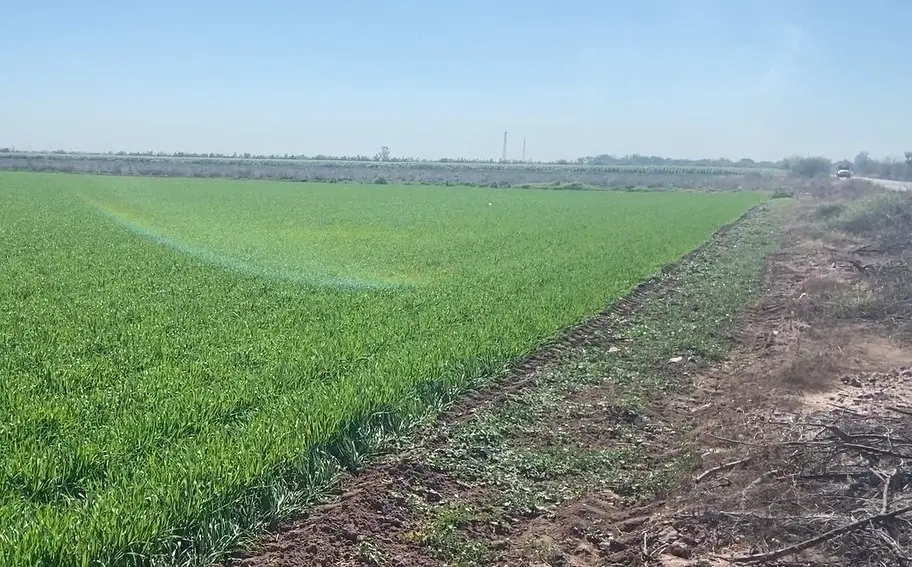 Se extiende el déficit de horas frío en el Valle del Mayo