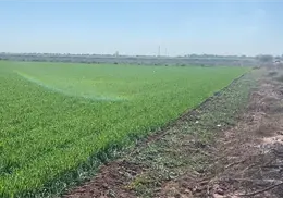 Se extiende el déficit de horas frío en el Valle del Mayo Se extiende el déficit de horas frío en el Valle del Mayo