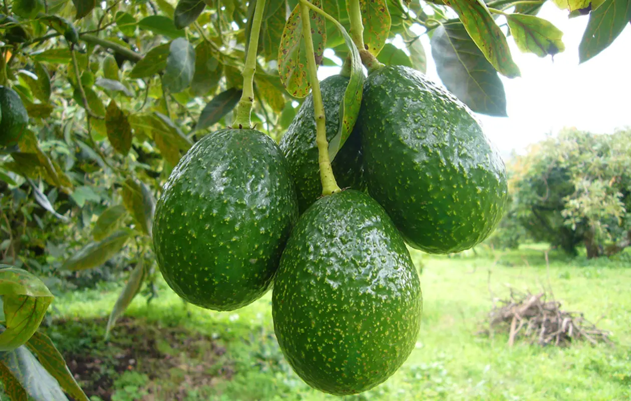 Entre los impactos está la afectación a los acuíferos por causa de los fertilizantes.