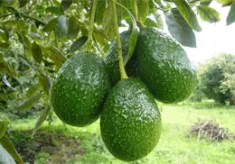 Cultivo ilegal de aguacate en Michoacán general alto impacto ambiental Cultivo ilegal de aguacate en Michoacán general alto impacto ambiental