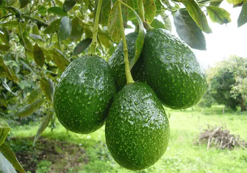 Cultivo ilegal de aguacate en Michoac&aacute;n general alto impacto ambiental