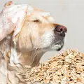 Baño de avena para perros: el remedio natural que alivia la picazón y protege su piel Baño de avena para perros: el remedio natural que alivia la picazón y protege su piel