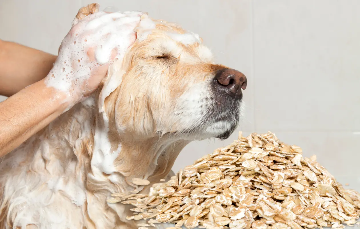 Es muy importante usar avena natural.