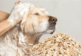 Baño de avena para perros: el remedio natural que alivia la picazón y protege su piel Baño de avena para perros: el remedio natural que alivia la picazón y protege su piel