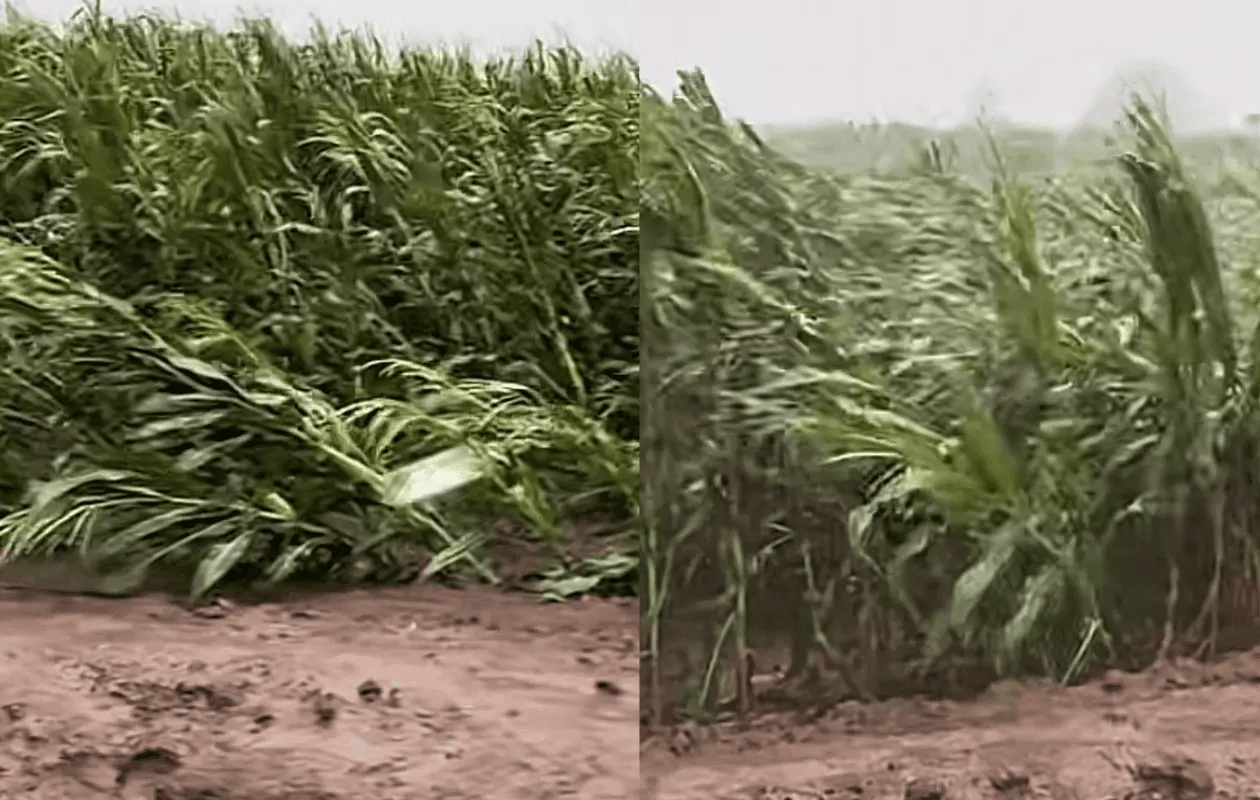 Vientos de hasta 70 kilómetros por hora, fueron factor clave para los daños.