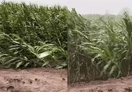 Humedad y vientos tumban cultivos de ma&iacute;z en Sinaloa; productores temen severas p&eacute;rdidas