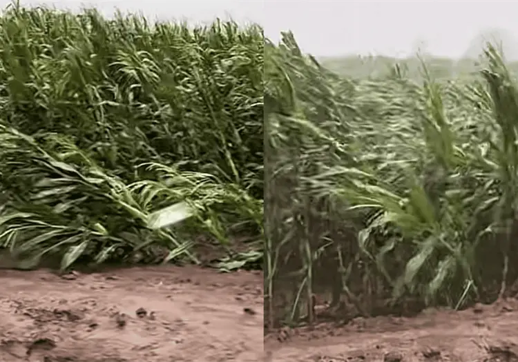 Humedad y vientos tumban cultivos de ma&iacute;z en Sinaloa; productores temen severas p&eacute;rdidas