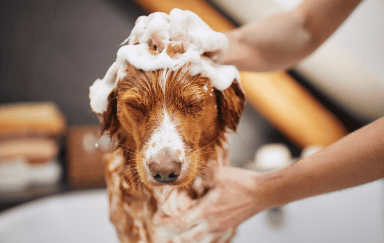 imagen-cuerpo imagen-cuerpo