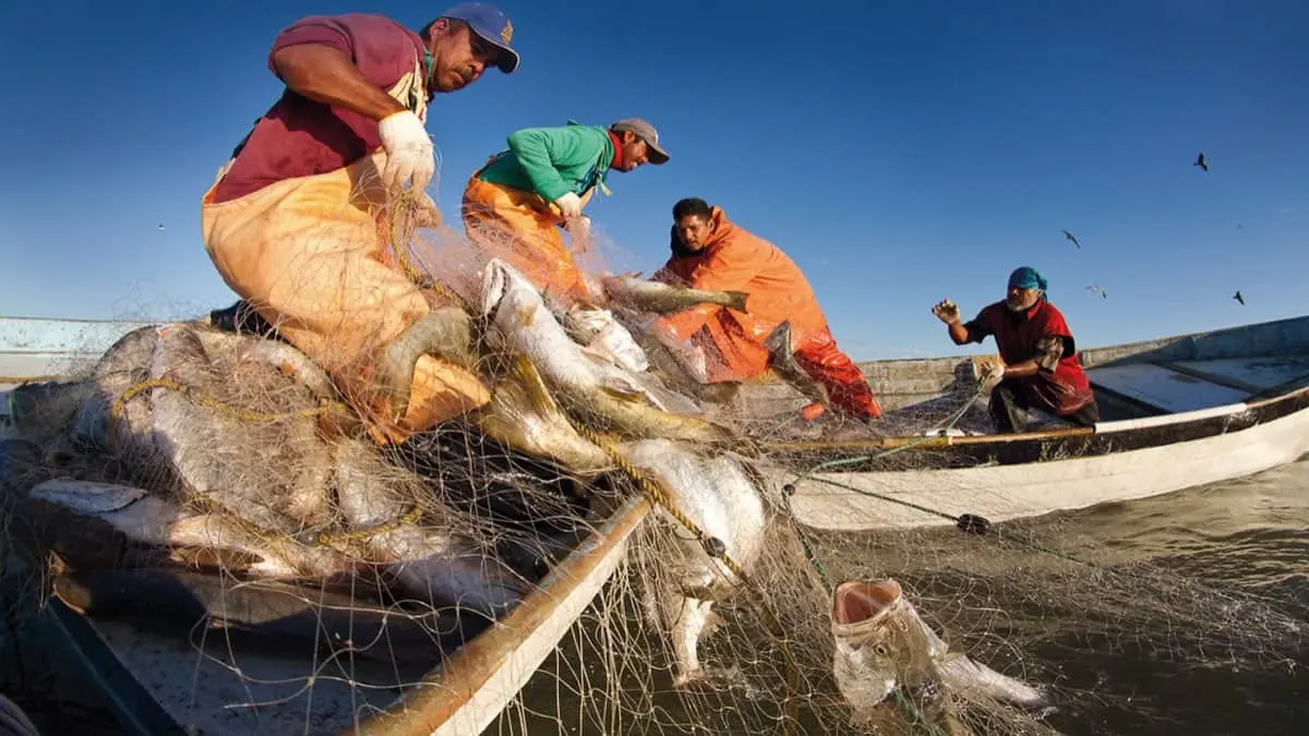 D&iacute;a Mundial del Pescador, un reconocimiento a quienes viven del mar.