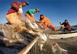 Día Mundial del Pescador: ¿De cuánto es el apoyo que reciben del Gobierno de México? Día Mundial del Pescador: ¿De cuánto es el apoyo que reciben del Gobierno de México?