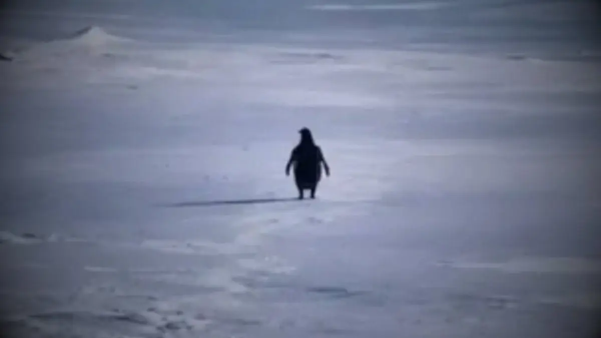 Este es el origen detr&aacute;s de El ping&uuml;ino "nihilista", clip s&eacute; que volvi&oacute; viran en redes sociales