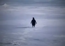 Este es el origen detr&aacute;s de El ping&uuml;ino "nihilista", clip s&eacute; que volvi&oacute; viran en redes sociales