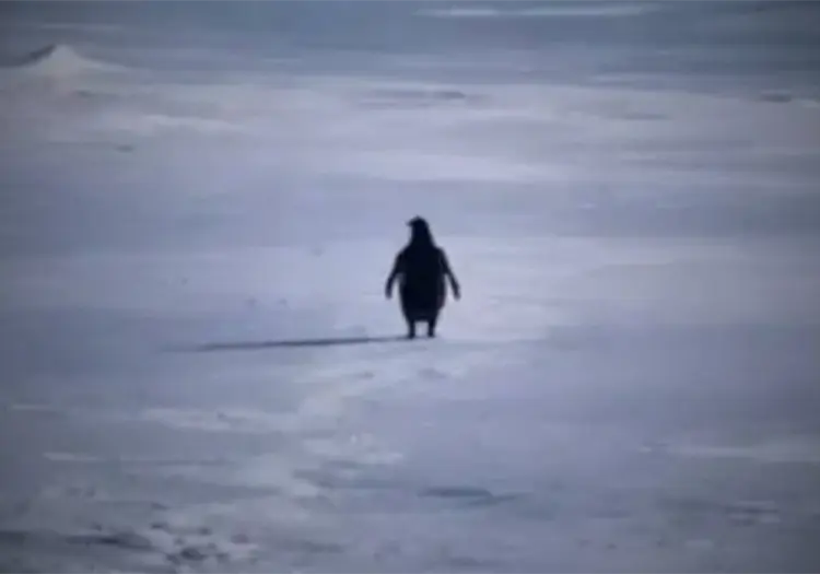Este es el origen detr&aacute;s de El ping&uuml;ino "nihilista", clip s&eacute; que volvi&oacute; viran en redes sociales
