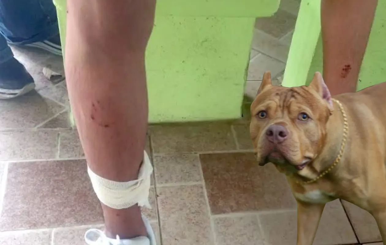 Se implement&oacute; un operativo para localizar a los animales, pero sin &eacute;xito.