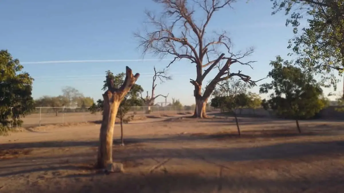 Presentar&aacute;n proyecto para reforestar R&iacute;o Mayo
