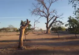 Presentarán proyecto para reforestar Río Mayo