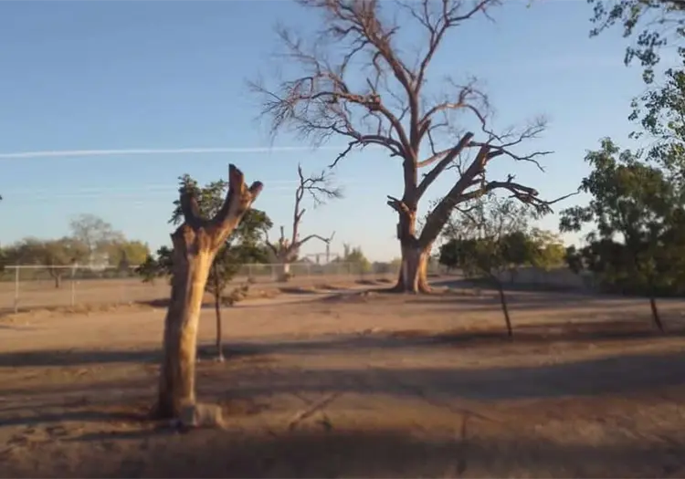 Presentar&aacute;n proyecto para reforestar R&iacute;o Mayo