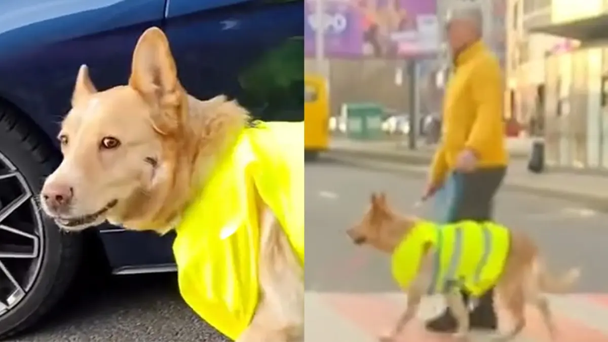 VIDEO | Perro gu&iacute;a detiene el tr&aacute;fico para ayudar a su due&ntilde;o ciego a cruzar la calle