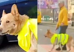 VIDEO | Perro guía detiene el tráfico para ayudar a su dueño ciego a cruzar la calle