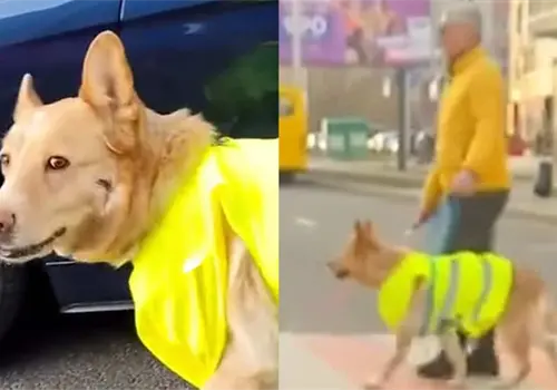 VIDEO | Perro guía detiene el tráfico para ayudar a su dueño ciego a cruzar la calle VIDEO | Perro guía detiene el tráfico para ayudar a su dueño ciego a cruzar la calle