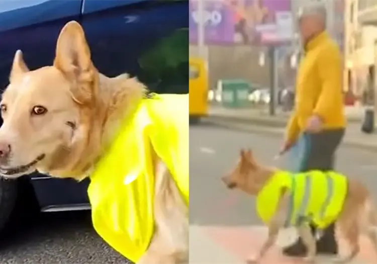 VIDEO | Perro gu&iacute;a detiene el tr&aacute;fico para ayudar a su due&ntilde;o ciego a cruzar la calle