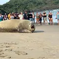 Elefante marino sorprende a turistas en playa de Los Ayala, Nayarit Elefante marino sorprende a turistas en playa de Los Ayala, Nayarit