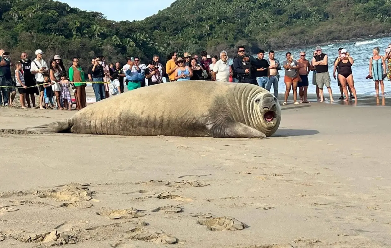 Tras descansar unas horas, el enorme animal regresó al mar por su propia cuenta.
