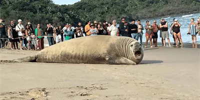 Elefante marino sorprende a turistas en playa de Los Ayala, Nayarit Elefante marino sorprende a turistas en playa de Los Ayala, Nayarit