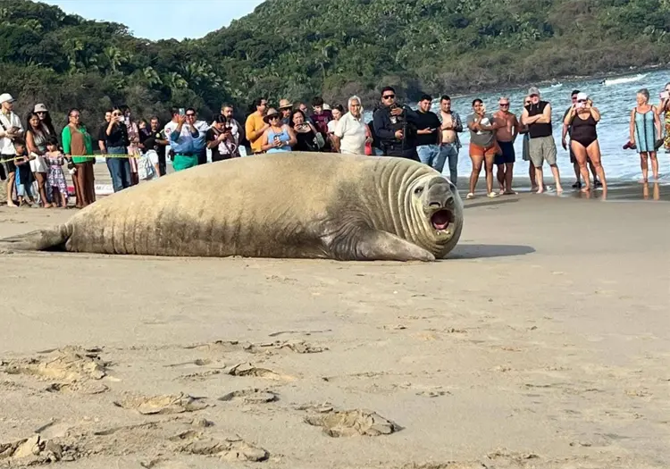 Elefante marino sorprende a turistas en playa de Los Ayala, Nayarit