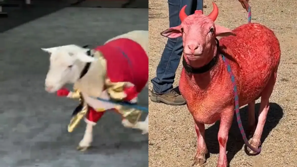 &iquest;Qui&eacute;n es El Birrias? El borrego m&aacute;s viral de M&eacute;xico agendar&aacute; visitas para quienes osen desafiarlo